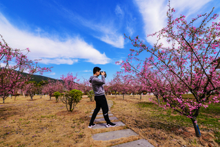 沉醉樱花林